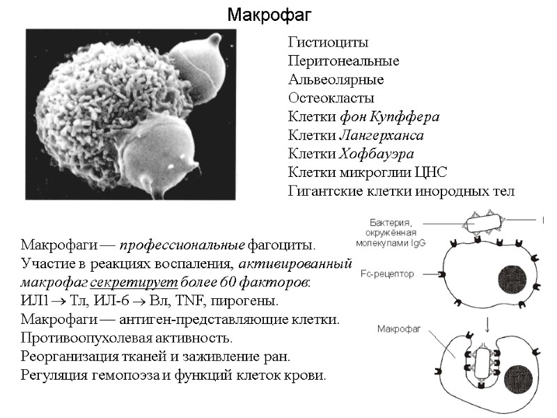 Макрофаг Гистиоциты Перитонеальные Альвеолярные Остеокласты Клетки фон Купффера Клетки Лангерханса Клетки Хофбауэра Клетки микроглии